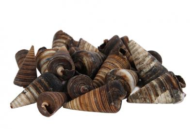 Schelp kegel Telescopium