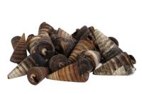 Schelp kegel Telescopium - thumbnail