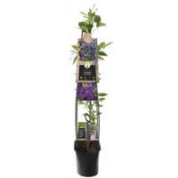 Paarse bosrank (Clematis "The President") klimplant 120 cm - thumbnail