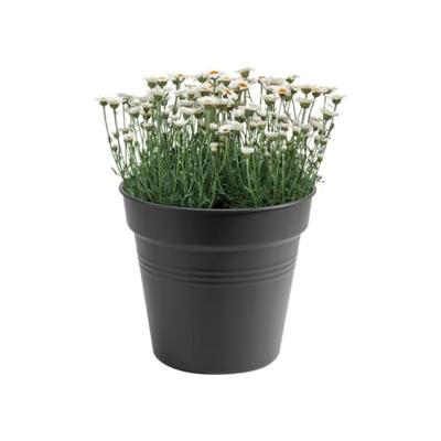 Elho Green Basics Kweekpot Zwart Ø30cm