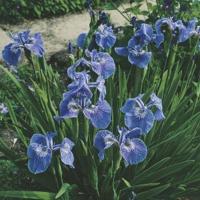 Borstelige iris (Iris Setosa) moerasplant (6-stuks) - thumbnail