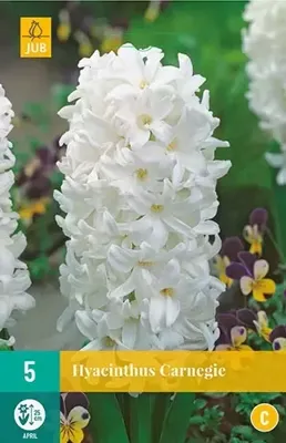 Bloembollen Hyacinthus Carnegie 5st