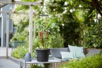 Vaso per pomodori ELHO Green Basics - 33 cm - Nero brillante - thumbnail