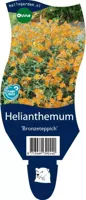 Helianthemum Bronzeteppich vaste plant Griffioen - Griffioen - thumbnail