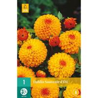 Dahlia souvenir dete 1st bloembol zomer Dahlia JUB - Jub - thumbnail