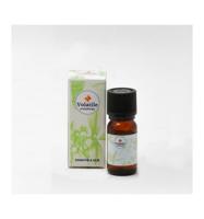 Pepermunt - thumbnail