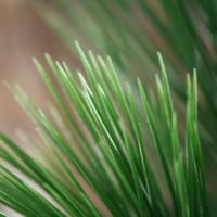 Pinus kunsttak 65cm UV bestendig - thumbnail