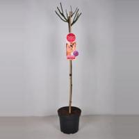 Rozen Blackberry Nip op stam Magenta paars - Stam 90 cm - 3 stuks - thumbnail