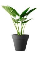 Elho: Pure Round Plantenbak 60 cm - Antraciet - thumbnail