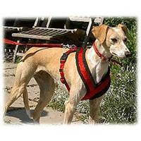 TRIXIE HONDENTUIG PREMIUM TOURING ZWART 45-80X2,5 CM - thumbnail