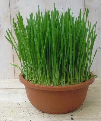 2 stuks! Kattengras Cyperus Warentuin Natuurlijk - Warentuin natuurlijk 2 stuks! Kattengras Cyperus Warentuin Natuurlijk - Warentuin natuurlijk