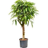Ficus amstel king stam S hydrocultuur plant - thumbnail