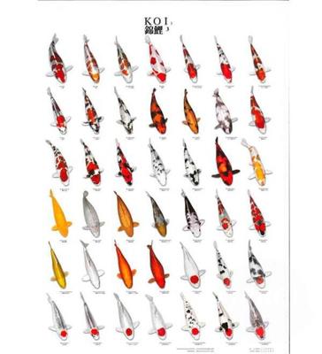 Koiposter nr.3 gelamineerd 68x90 cm Aquadistri - Aquadistri