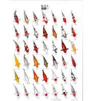 Koiposter nr.3 gelamineerd 68x90 cm Aquadistri - Aquadistri - thumbnail