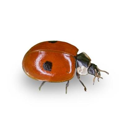 VOLWASSEN LIEVEHEERSBEESTJES | 25