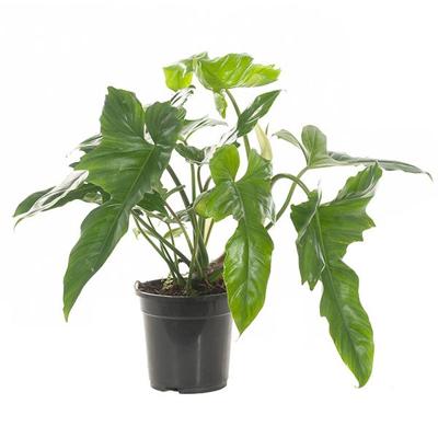 Philodendron Golden Dragon - P 19 cm