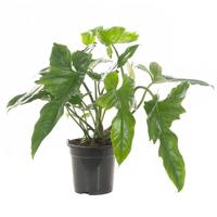 Philodendron Golden Dragon - P 19 cm - thumbnail