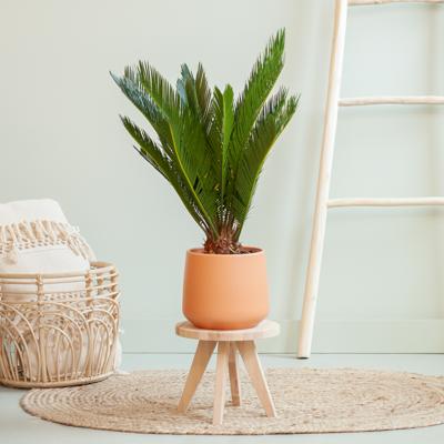 Cycas Revoluta - Vredespalm - p17