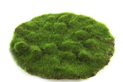 Deco Mosschijf Marchantiophyta