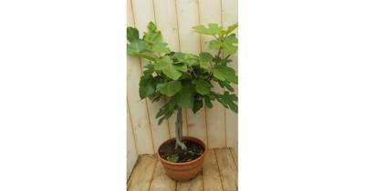 Vijg 60 cm Ficus Warentuin Natuurlijk - Warentuin natuurlijk