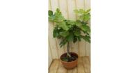 Vijg 60 cm Ficus Warentuin Natuurlijk - Warentuin natuurlijk - thumbnail