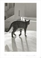 Katten Kalender 2026 XL - thumbnail