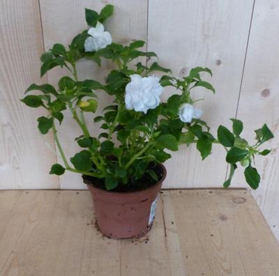 3 stuks! Vlijtig liesje dubbelbloemig wit zomerbloeier Impatiens Walleriana Warentuin Natuurlijk - Warentuin natuurlijk