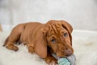 Trixie junior knoopbal touw - thumbnail