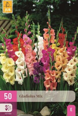 Gladiolen mix 50 bollen