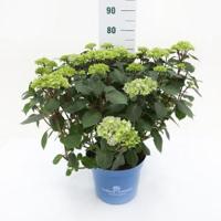 Hydrangea Macrophylla "Endless Summer Bloomstar Pink"® boerenhortensia - 50-70 cm - 1 stuks - thumbnail