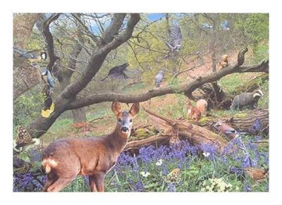 Bluebell Wood Puzzel 500 Stukjes Bluebell Wood Puzzel 500 Stukjes