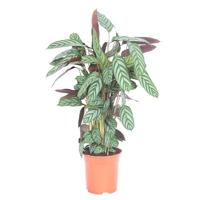 Calathea Compactstar (Ctenanthe) - P21 - thumbnail