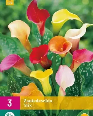 Bloembollen Zantedeschia Mix 3st