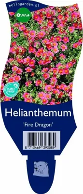 Helianthemum Fire Dragon Griffioen - Griffioen