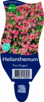 Helianthemum Fire Dragon Griffioen - Griffioen - thumbnail