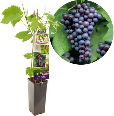 Blauwe druif (vitis vinifera "Boskoop Glory") fruitplanten