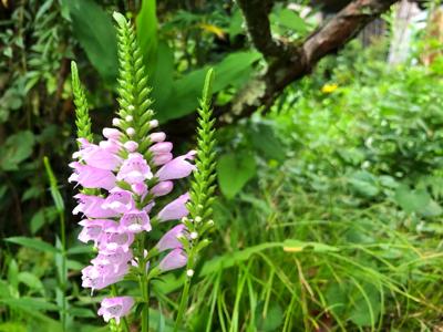 Scharnierbloem Scharnierbloem