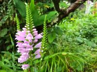 Scharnierbloem - thumbnail