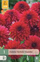 Dahlia Melody Mambo - thumbnail