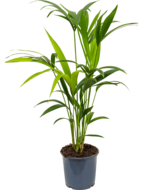 Kentia Palm howea forsteriana 4pp kamerplant - thumbnail