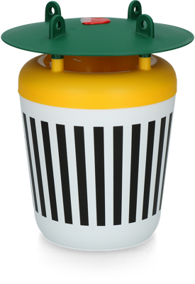 Black Stripe Mottenval