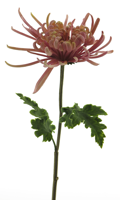 Chrysanthemum Monaco lavender 68cm - thumbnail