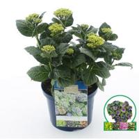 Hydrangea Macrophylla "Magical Coral Blue"® boerenhortensia - 30-40 cm - 1 stuks - thumbnail