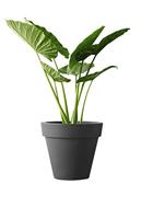 Elho: Pure Round Plantenbak 40 cm - Antraciet - thumbnail