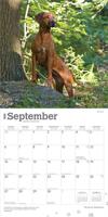Rhodesian Ridgeback Kalender 2026 - thumbnail