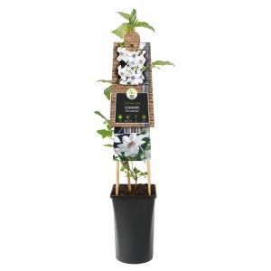 Klimplant Clematis Miss Bateman - Witte Bosrank 120cm