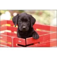 Kangaro bureauonderlegger zwarte labrador pup 38x58cm - thumbnail