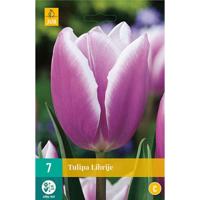 Tulp Librije 7 bollen - thumbnail