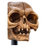 Lord of the Rings Mini Statue Skull of Gollum 13 cm - thumbnail