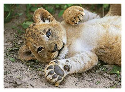 Clementoni legpuzzel Wildlife 4 puzzels 20/60/100/180 stukjes Clementoni legpuzzel Wildlife 4 puzzels 20/60/100/180 stukjes